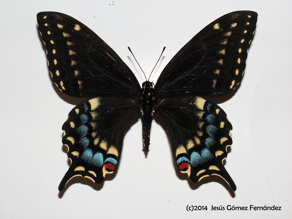 Papilio machaon x polyxenes hybrid female (machaon male, Goteborg Sweden, asterius fem, Wyandotte, Michigan) (Internet Image property of respective owner, non-commercial use only)